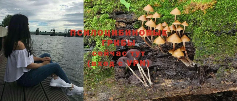 продажа наркотиков  Дубовка  Псилоцибиновые грибы Psilocybe 